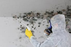 Best Basement Mold Removal  in Omak, WA